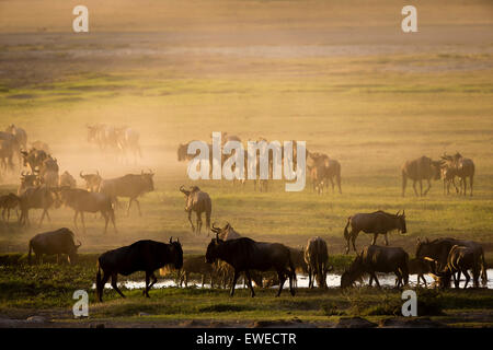 Wildebeest (Connochaetes taurinus) drink at dawn in the Ngorongoro Crater Tanzania