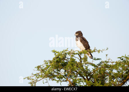Black chested snake eagle (Circaetus pectoralis) perched in a tree; Serengeti Tanzania Stock Photo
