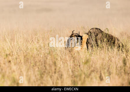 Lioness (Panthera leo) taking down Wildebeest (Connochaetes taurinus) in the Serengeti Tanzania Stock Photo