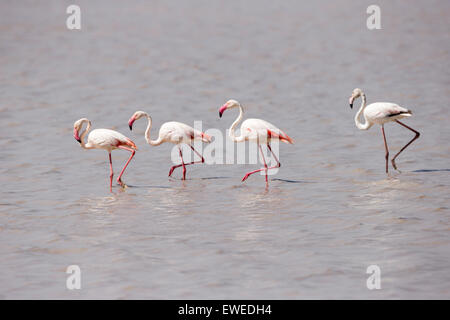 Greater Flamingos (Phoenicopterus roseus) walk in unison through shallow water in the Serengeti Tazania Stock Photo