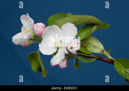 Apple blossoms in Ontario;Canada fruit farm Stock Photo