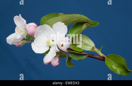 Apple blossoms in Ontario;Canada fruit farm Stock Photo