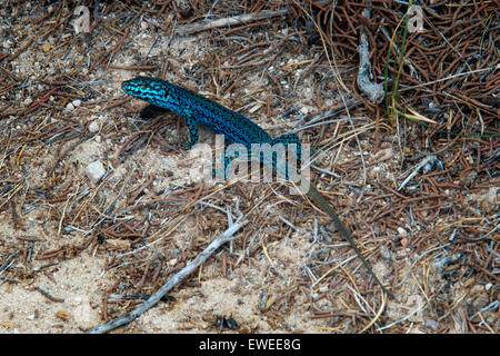 formentera Gecko lizard couple Podarcis pityusensis formenterae Stock Photo