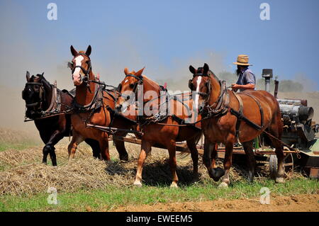Lancaster County, Pennsylvania:  Amish farmer with a team of four horses plowing a field for summer planting  * Stock Photo