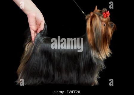 One Yorkshire Terrier with long groomed hair stands at dog show on black background Stock Photo