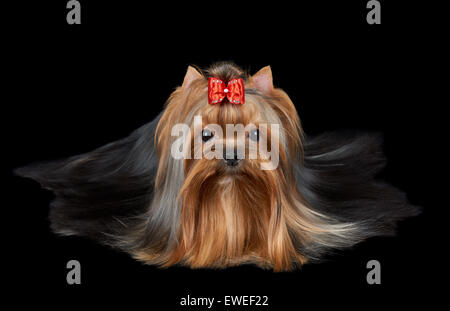 Groomed Yorkshire terrier with red bow and very long hair lies on black isolated background. Stock Photo