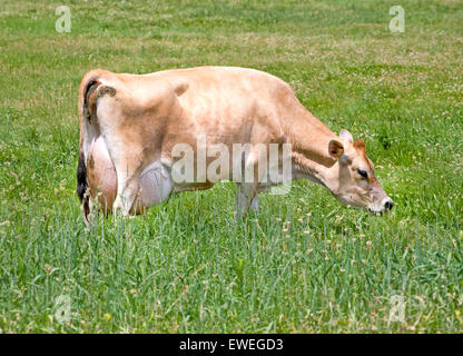 A Jersey cow, a breed of  dairy cattle originally bred in the Channel Island of Jersey. Tthe breed is popular for the high butte Stock Photo