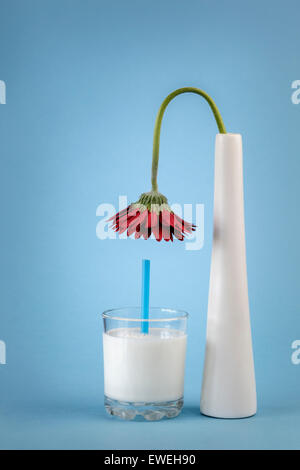 Flower in Vase bending over a glass of Milk Stock Photo