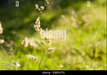 meadow grass spike standing out source of pollen hayfever and summer misery for many Stock Photo