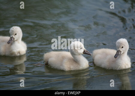 Three young Mute swan (Cygnus olor) cygnets swimming on the surface of a pond. Stock Photo