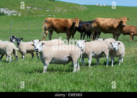 Flock of sheep and herd of cattle in same pasture, Cumbria, UK. Stock Photo