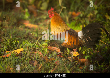 A male Red Junglefowl, Chitwan, Nepal. The ancestor to the domestic chicken. Stock Photo