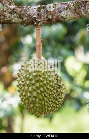 Durian, the king of fruit, on a tree Stock Photo