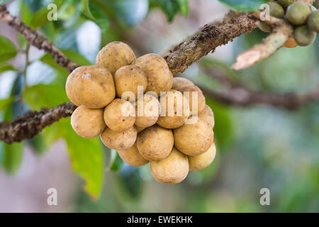 Longkong on a tree Stock Photo