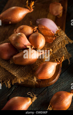 Raw Organic Spicy Shallots on a Background Stock Photo