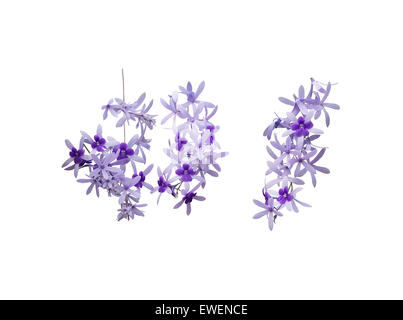 Three lilac flower branches isolated on white. Stock Photo