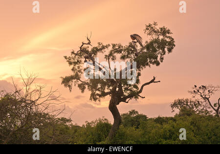 Beautiful sunrise sky in pinks, oranges and purple with tree and birds in silhouette in Yala National Park, Sri Lanka. Stock Photo