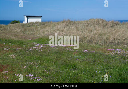 Fisherman's house and yellow wildflowers blossoming on a heath in Halland, Sweden. Stock Photo