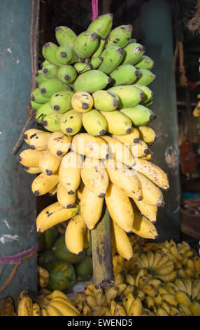 Fresh bananas ripening from green to yellow on a stem in a market in Sri Lanka. Stock Photo