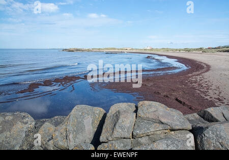 Seaweed beach landscape with wind power turbines in Halland, Sweden.