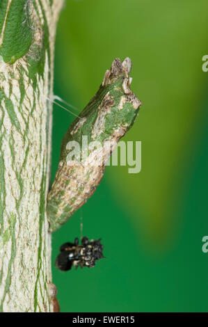 Dainty swallowtail pupa on orange tree Stock Photo