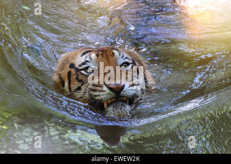 Swimming Tiger (Panthera tigris tigris) Stock Photo