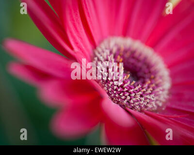 A close-up of a beautiful red gerbera daisy. Stock Photo