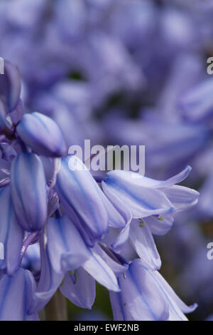 Hyacinthoides non-scripta: Close up of english bluebell Stock Photo