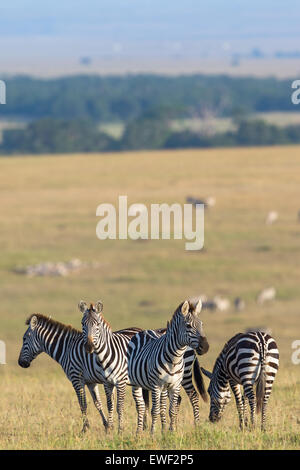 Zebras flock standing in the savannah and are watching