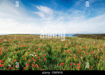 Poppies in a wildflower meadow on the south west coast path at West Pentire near Newquay in Cornwall