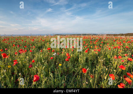 A coastal meadow of corn marigolds, poppies and white campion on cliffs above Crantock beach in Cornwall Stock Photo