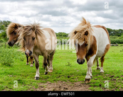 Moorland Ponies on Bodmin Moor in Cornwall Stock Photo