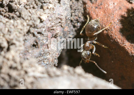 Macro view of brown ant on red brick. Stock Photo