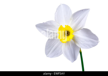 Nice white daffodil with yellow center on a white background. Stock Photo