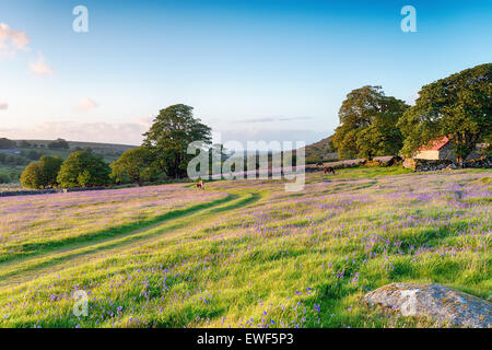 Dartmoor ponies grazing in the evening on a bluebell meadow by an old red roofed barn Stock Photo