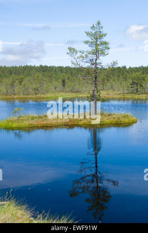 Reflection of small island and pine on water of lake Stock Photo