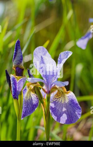 Closeup on purple blossom iris flower with water drops under sunlight Stock Photo