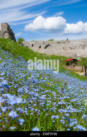 Forget-me-not flowers field in park Stock Photo