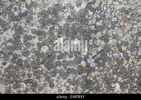 Spotty Rock Lichen In Wales Stock Photo