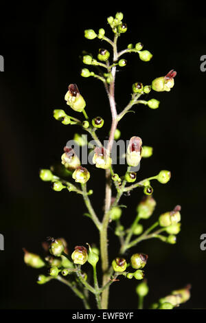Common Figwort Scrophularia nodosa Stock Photo