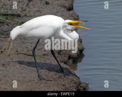Great Egret with Fish between Beak Stock Photo