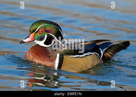 Male Wood Duck Floating in the water Stock Photo