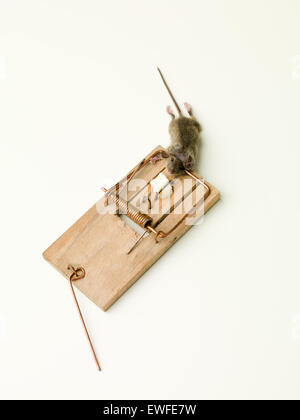 small mouse caught in a trap Stock Photo