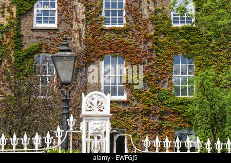 Sash windows of a building covered in Ivy or Virginia creeper, London England United Kingdom UK Stock Photo