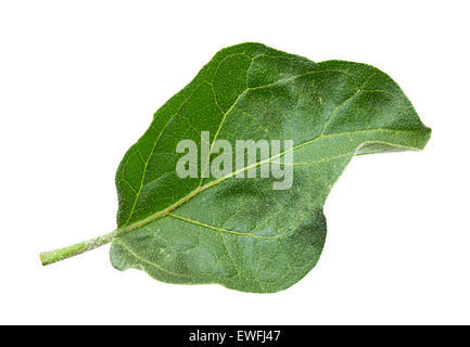 Eggplant leaf closeup isolated on white background Stock Photo