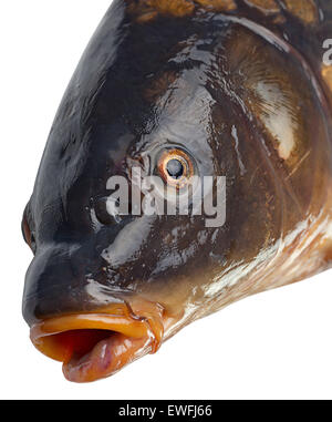 Head mirror carp river fish isolated on white Stock Photo