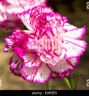 One flower big garden carnation of white and pink colours. Stock Photo