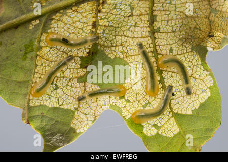 Oak Slug Sawfly, slugworm, larva, Kleine Lindenblattwespe, Larven, Linden-Blattwespe, Caliroa annulipes, Eriocampoides annulipes Stock Photo