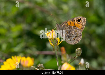 Wall Brown, Wall Brown Butterfly, female, Mauerfuchs, Weibchen, Lasiommata megera Stock Photo