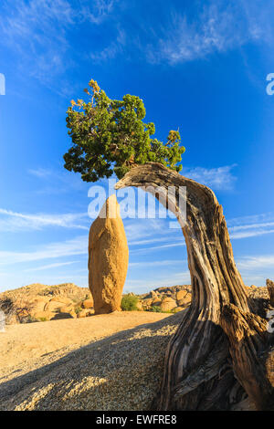 Juniper tree and conical rock at Jumbo Rocks in Joshua Tree National Park, California, USA. Stock Photo